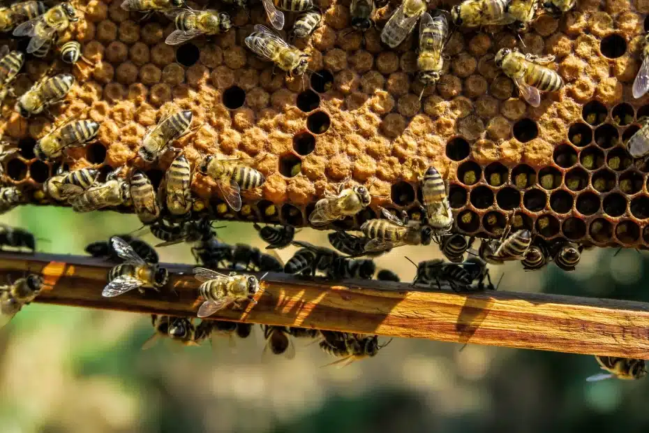 abelhas usando extrato de própolis para proteger a colmeia